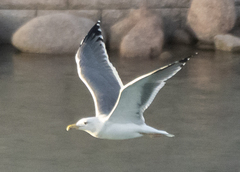 Larus
