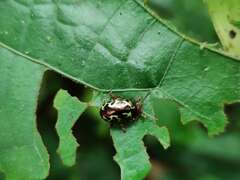 Zygogramma violaceomaculata