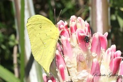Phoebis neocypris neocypris