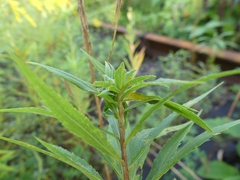 Asphondylia solidaginis