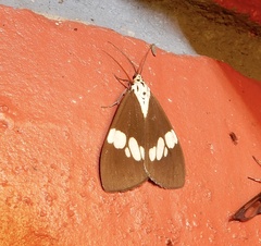 Nyctemera lacticinia