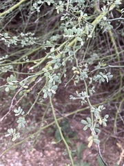 Parkinsonia florida
