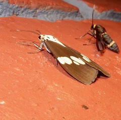 Nyctemera lacticinia