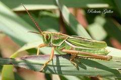 Staleochlora viridicata