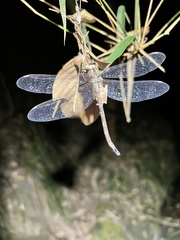 Gynacantha subinterrupta