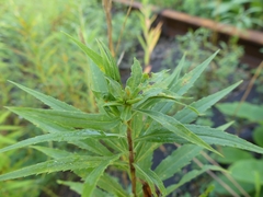 Asphondylia solidaginis