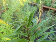 Asphondylia solidaginis