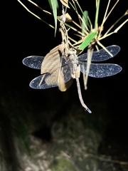 Gynacantha subinterrupta