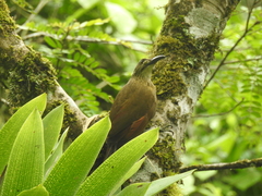 Xiphocolaptes albicollis