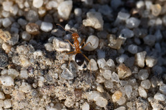 Endiodioctes