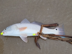 Sciaenops ocellatus