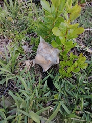 Palystes superciliosus
