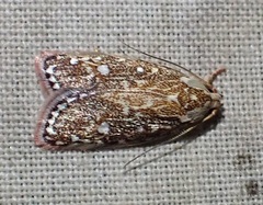 Euchaetis