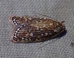Euchaetis