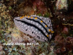 Phyllidia alyta