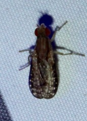 Trypetoptera canadensis