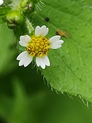 Millerieae