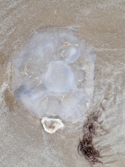 Chrysaora chesapeakei