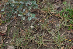 Fimbristylis