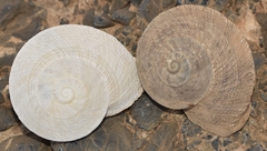 Iberus gualtieranus gualtieranus