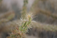 Cylindropuntia acanthocarpa acanthocarpa
