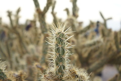 Cylindropuntia acanthocarpa acanthocarpa