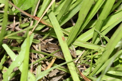 Leptodactylus melanonotus