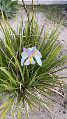 Dietes grandiflora
