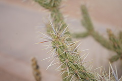 Cylindropuntia acanthocarpa acanthocarpa