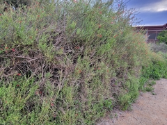 Gambelia juncea