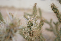 Cylindropuntia acanthocarpa acanthocarpa