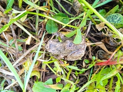 Pristimantis unistrigatus