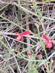 Gambelia juncea