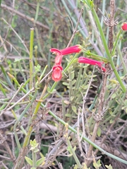 Gambelia juncea