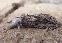 Endoxyla coscinophanes