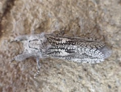 Endoxyla coscinophanes