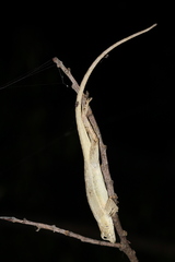 Anolis sericeus