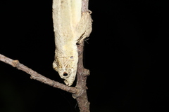 Anolis sericeus
