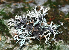 Pseudevernia