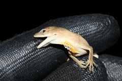 Anolis sericeus