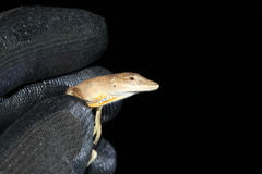 Anolis sericeus