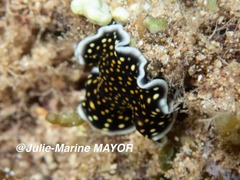 Pseudoceros microcelis