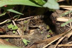 Leptodactylus melanonotus