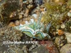 Sagaminopteron psychedelicum