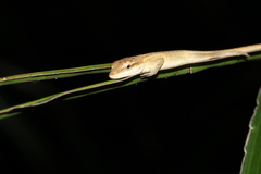 Anolis sericeus