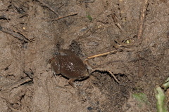 Hypopachus variolosus