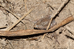 Hypopachus variolosus