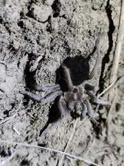 Sphaerobothria hoffmanni