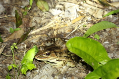 Lithobates brownorum