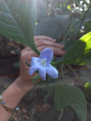 Barleria
